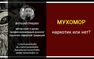 Является ли мухомор наркотиком?